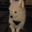 @poppyx's avatar