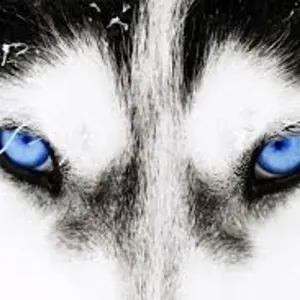 @feihuli's avatar