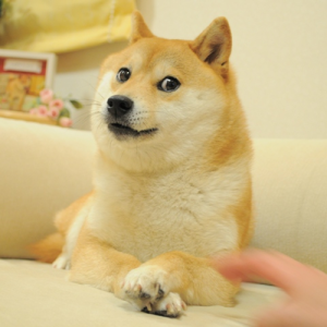 @ownthedoge's avatar
