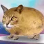 Potato cat